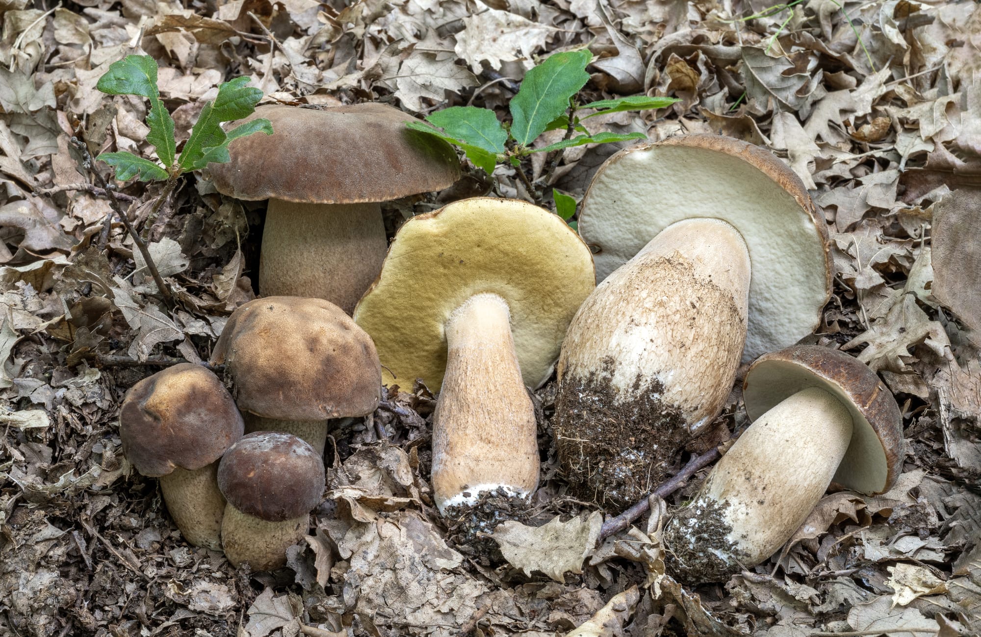 Boletus aestivalis del mese di maggio, in un bosco di Quercus cerris e Castanea sativa.