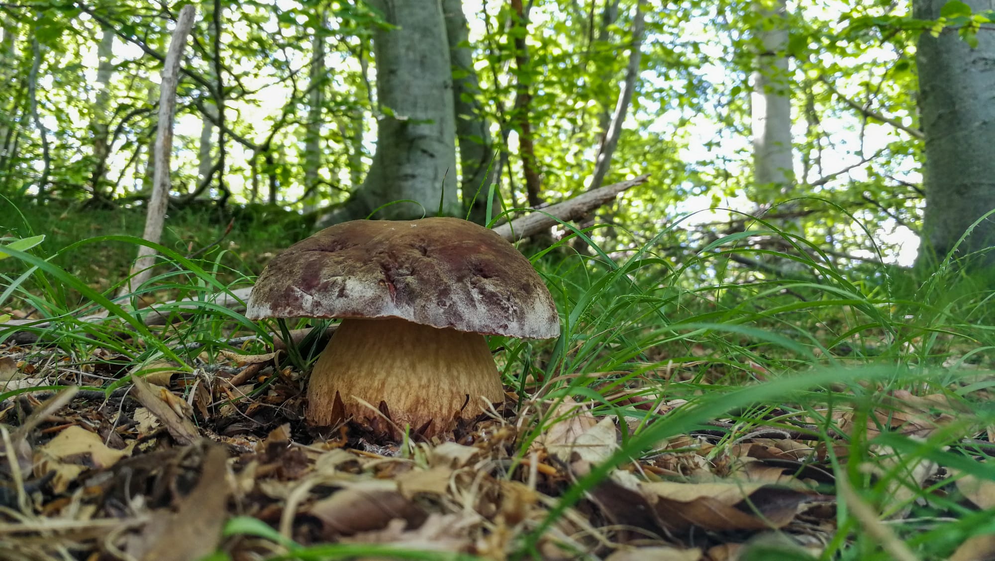 Un precoce Boletus pinophilus a 1.100 metri di quota, raccolto a metà maggio in Liguria.