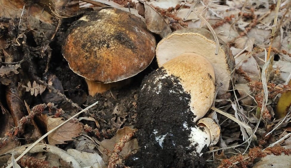 Porcini neri, Boletus aereus, su suolo lavico alle pendici dell'Etna (ph. Salvatore Costa)