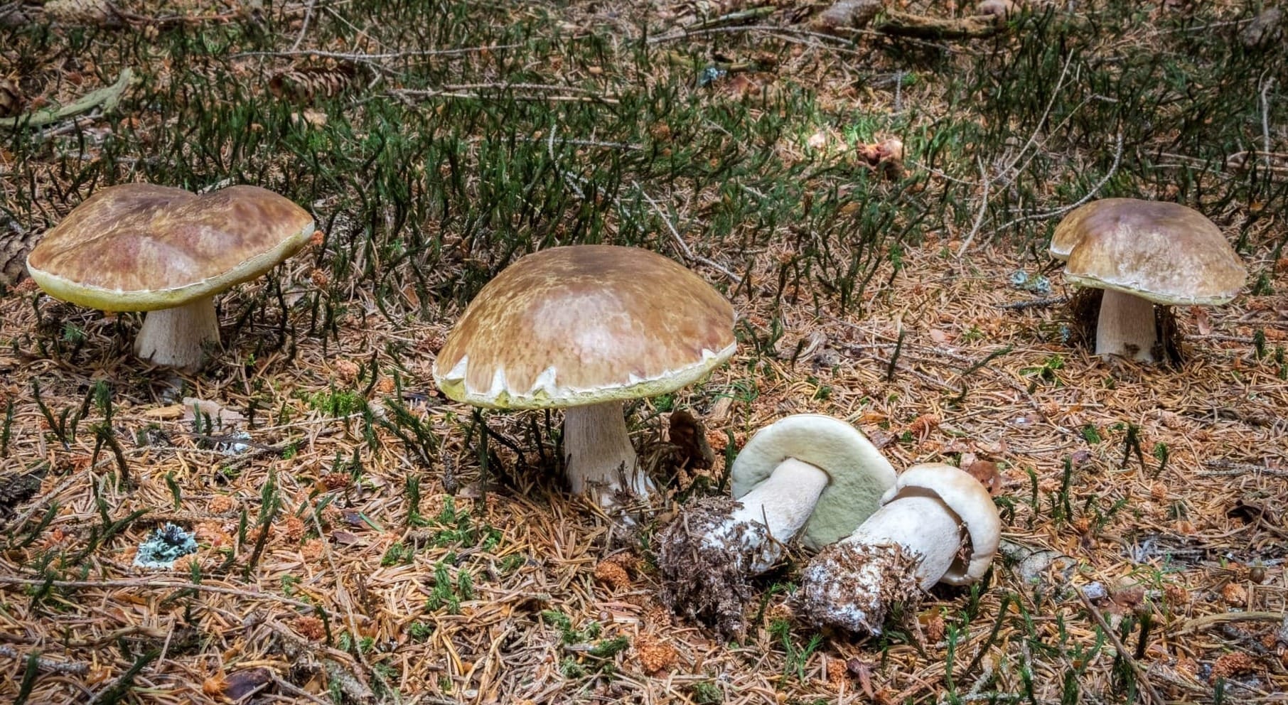 Una fungaia estiva di Boletus edulis, sofferenti per il caldo, in alta quota (1800 metri).