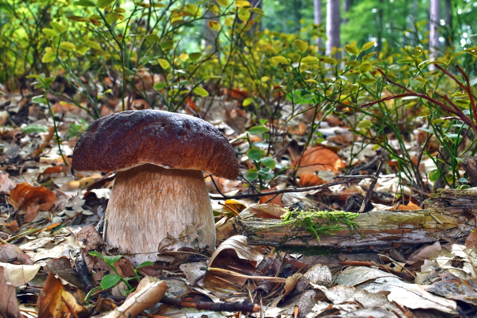 Boletus edulis in Appennino, a Luglio; la sua presenza è, in queste zone, limitata ai versanti più ombrosi e riparati, dove si mantiene bene la precipitazione residua dei temporali.