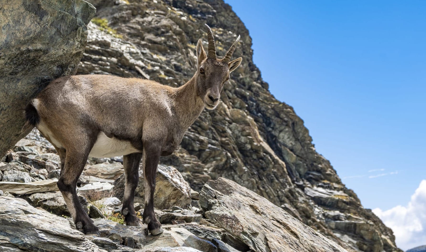 Stambecco, Capra ibex, foto di Nicolò Oppicelli