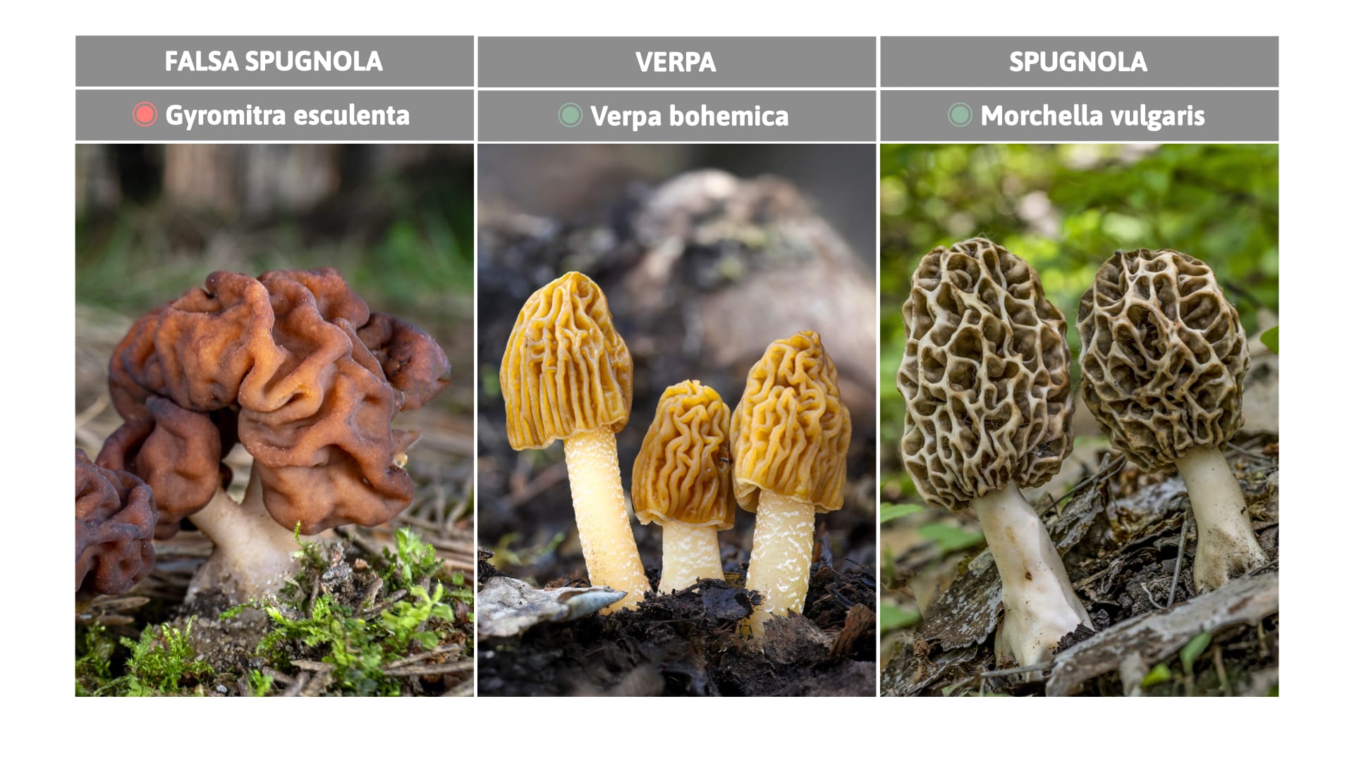 Confronto macroscopico fra i Generi primaverili più rappresentativi (tavola di N.Oppicelli)