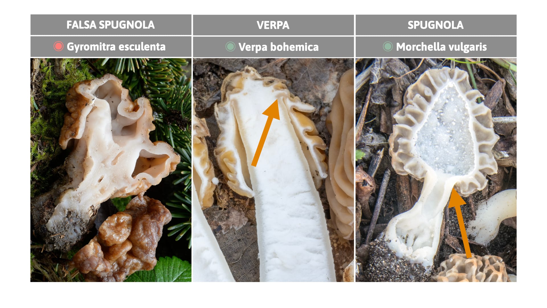 Confronto dettagliato dell'attaccatura della mitra al gambo in Verpa, Gyromitra, Morchella. Tavola Nicolò Oppicelli