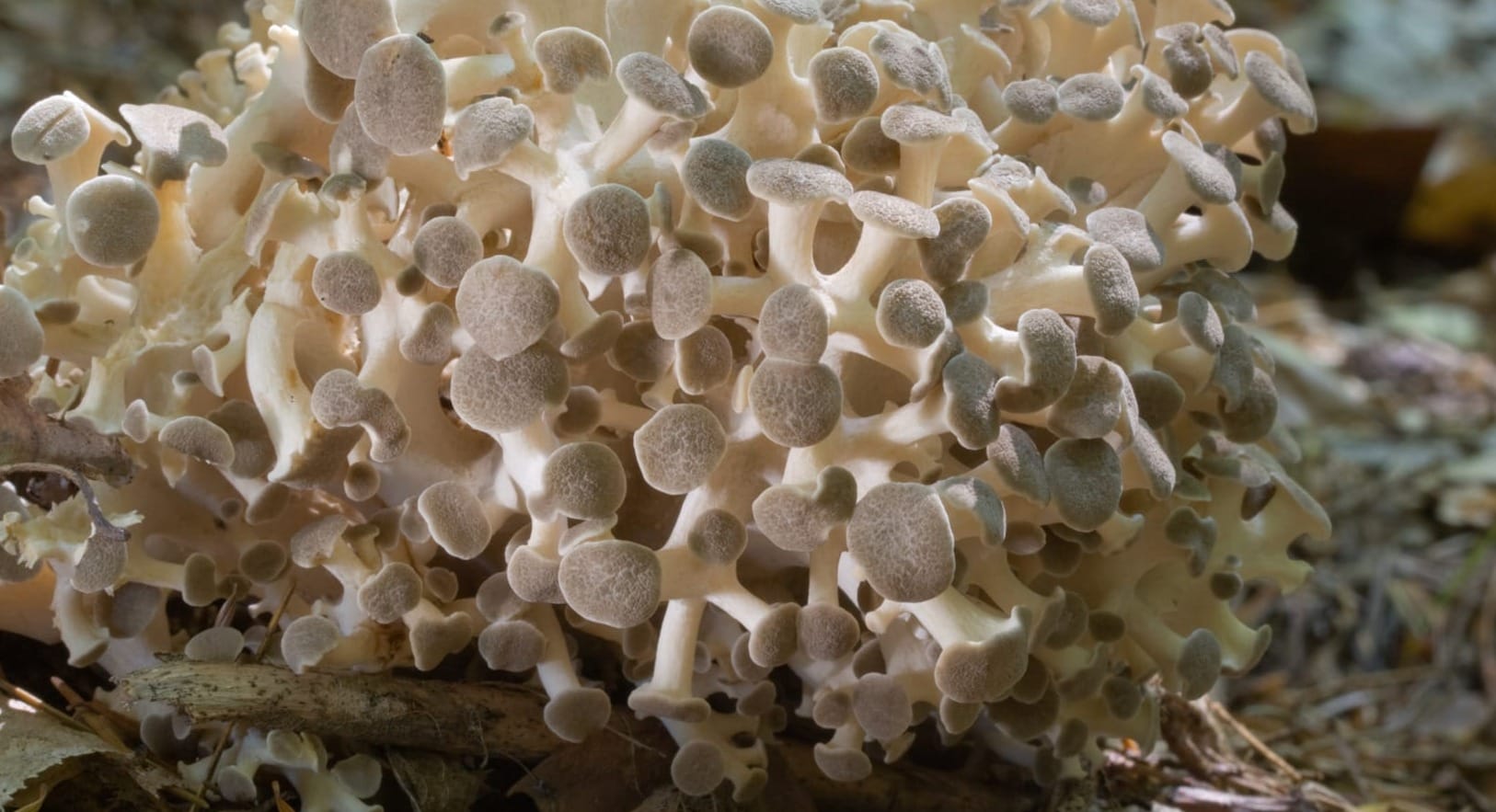 Polyporus umbellatus, young sample.