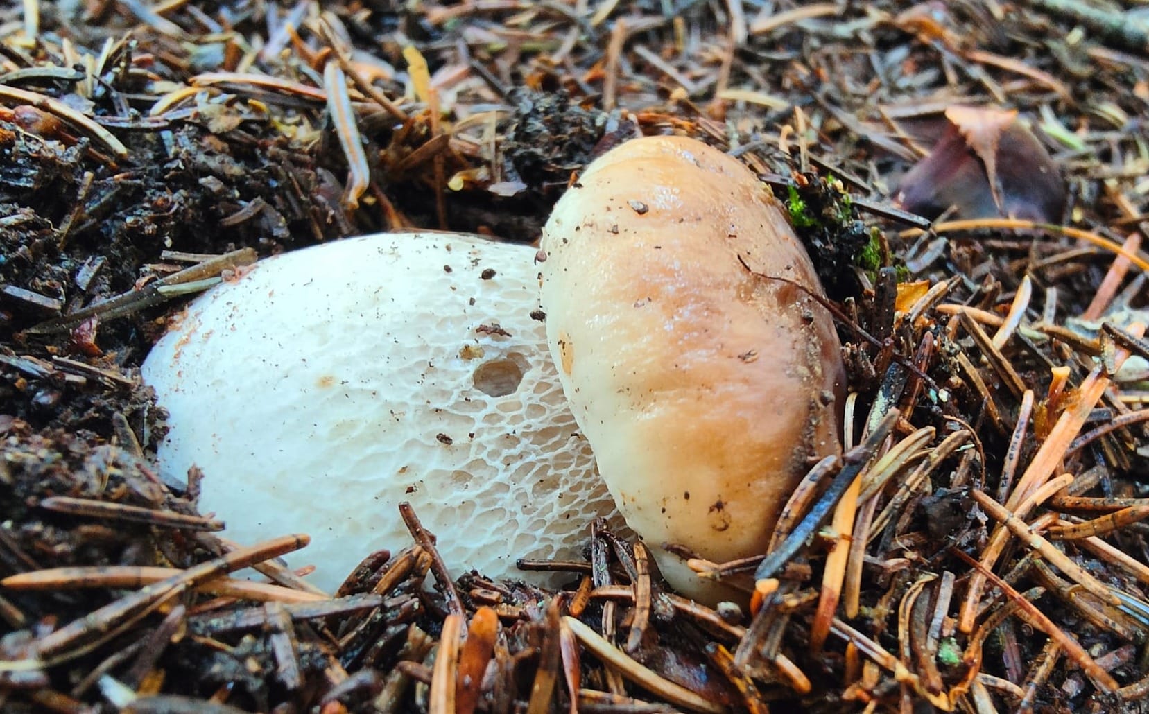 Boletus edulis pronto per "accrescersi" in una pecceta alpina del Nord-Est italia. Foto Nicolò Oppicelli, micologo.