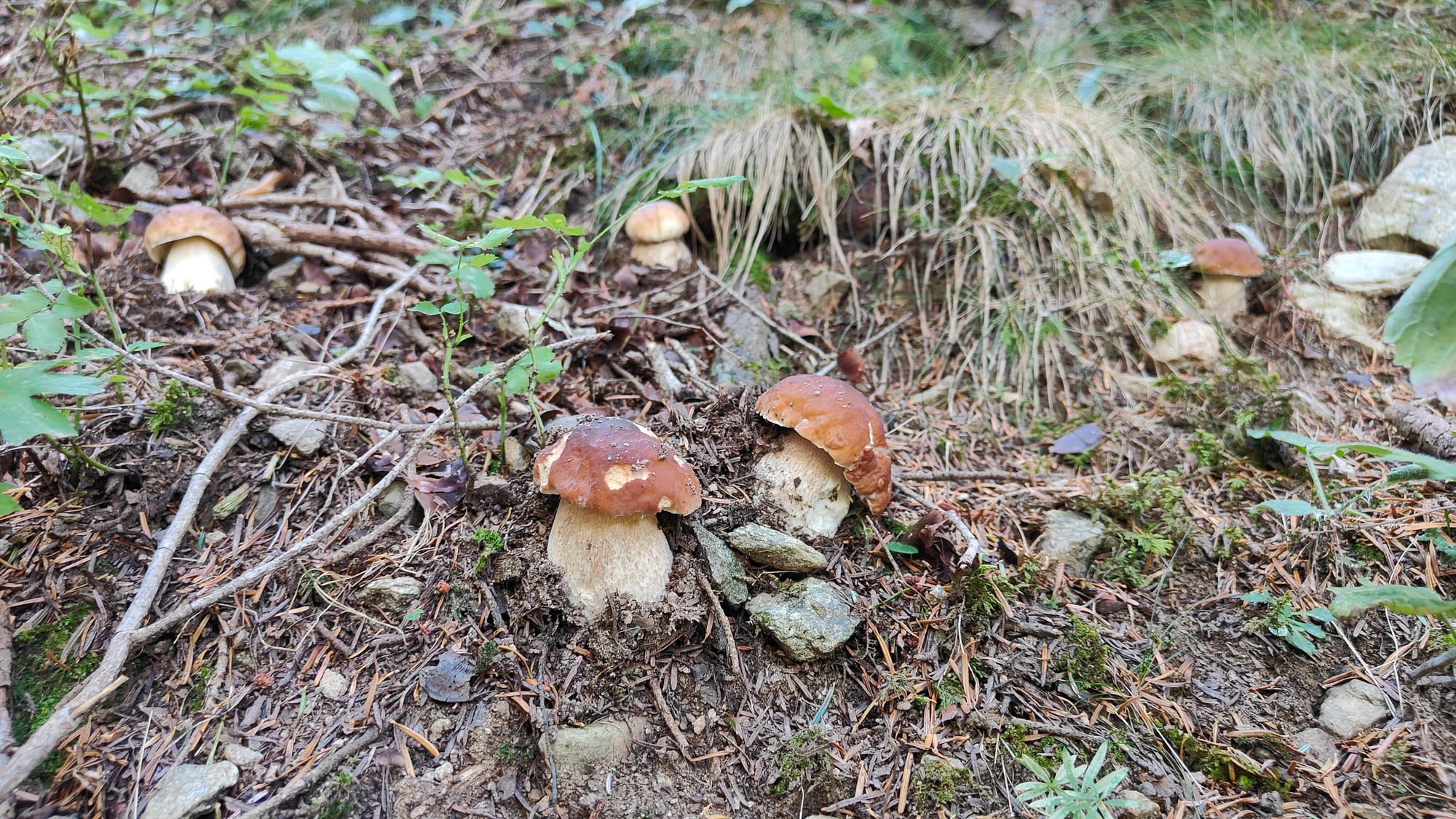 Il bosco sembra asciutto, eppure i porcini (Boletus edulis) fanno capolino in abbondanza! foto Nicolò Oppicelli, micologo