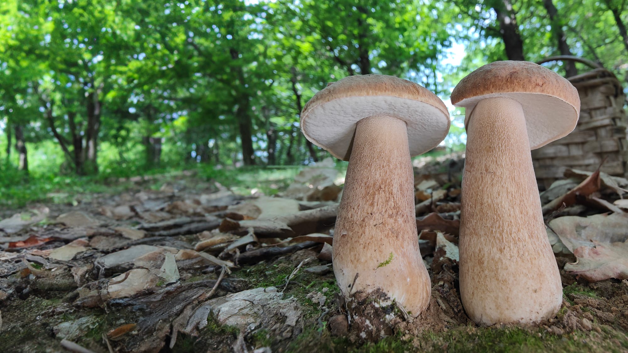 Boletus aestivalis, foto di Agosto 2022; quadro precipitativo similare a quello del 2026. Foto Nicolò Oppicelli, micologo.