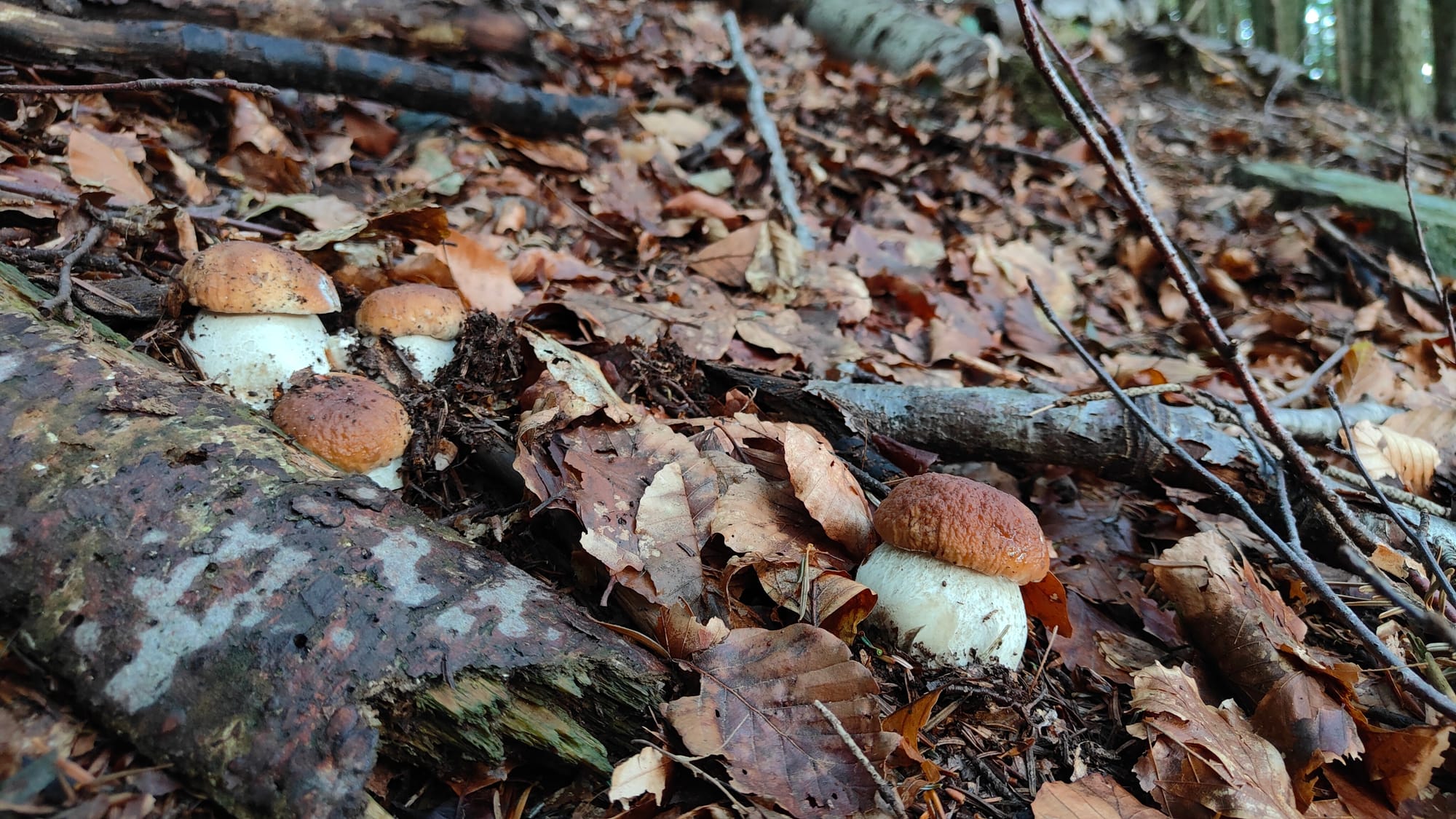 Boletus edulis in un bosco misto di faggi e abete bianco in Appennino. Foto Nicolò Oppicelli