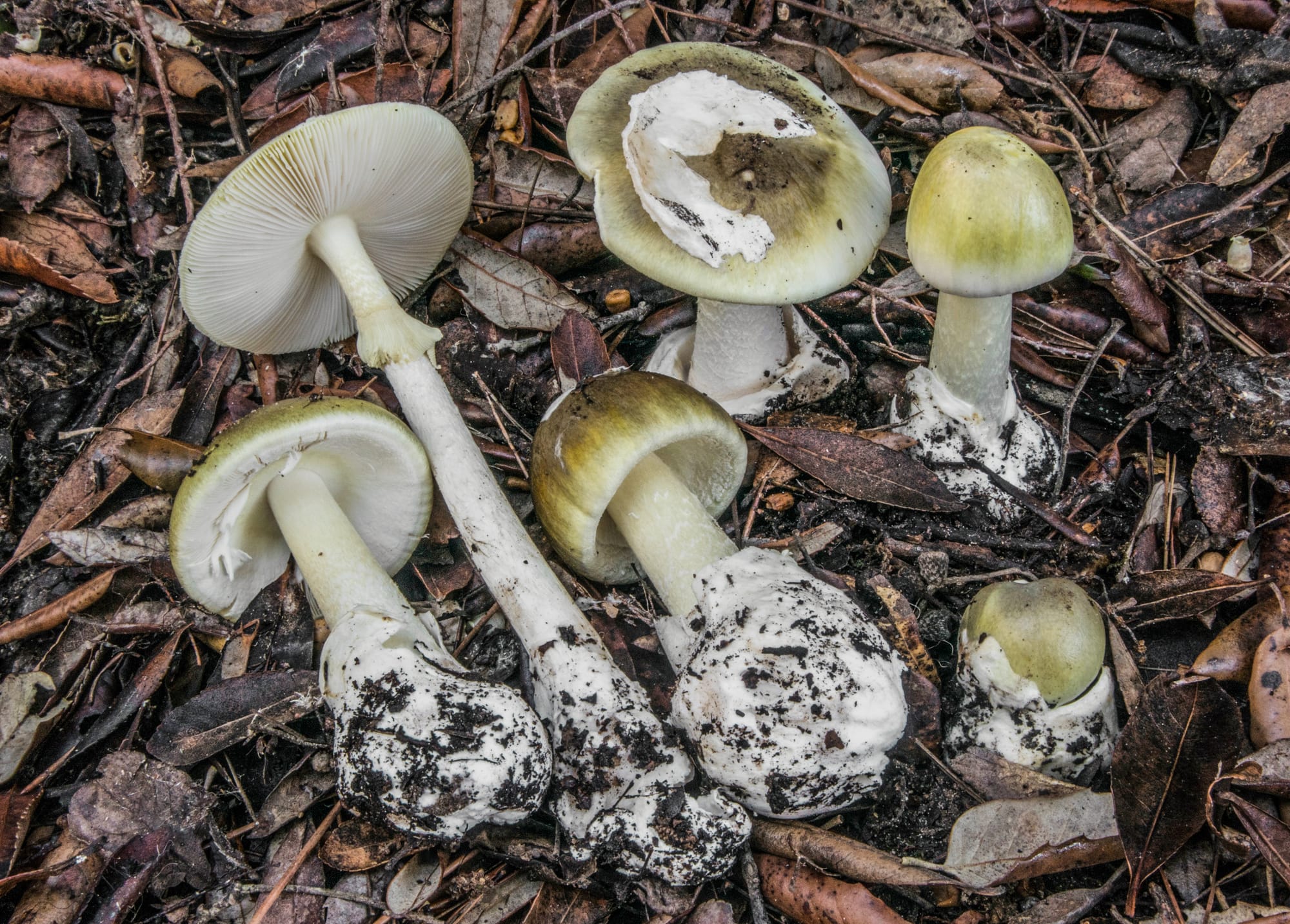 Esemplari di varie dimensioni di Amanita phalloides, specie velenosa mortale. Foto Nicolò Oppicelli