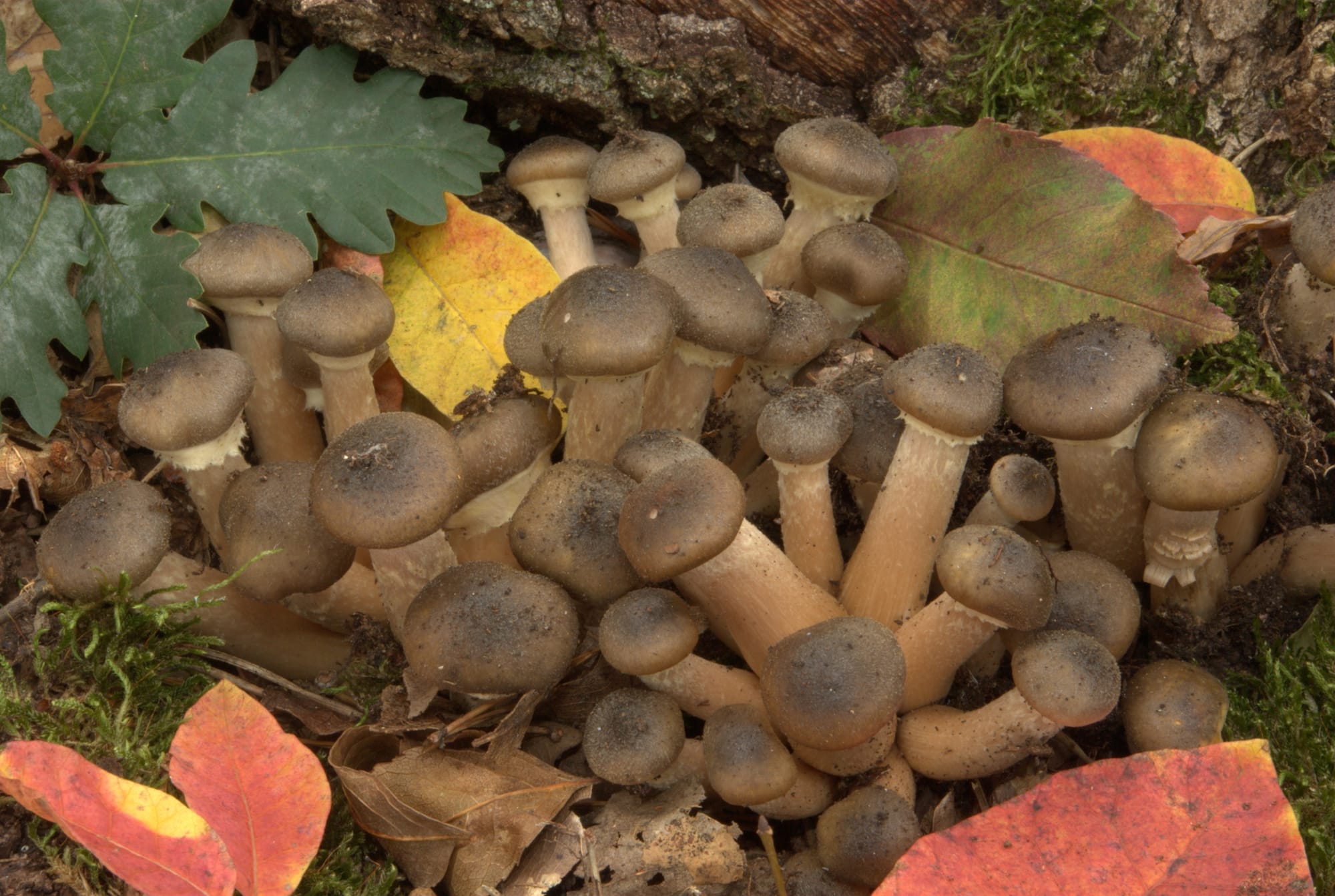 Gruppo di Armillaria accanto al legno e a foglie con colori autunnali
