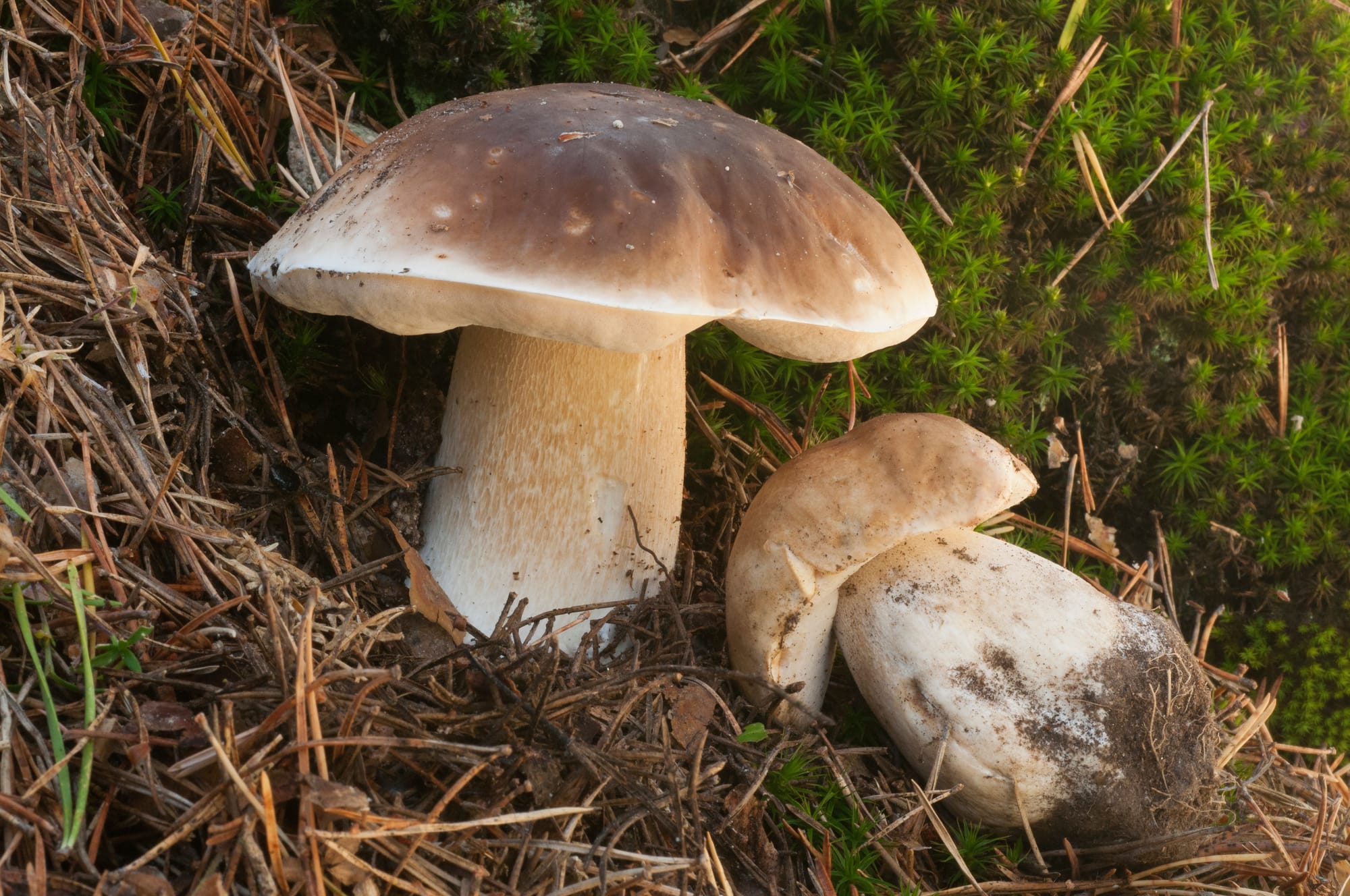 Due esemplari di Boletus edulis tra muschio e aghi, uno dei quali mostra i pori chiari