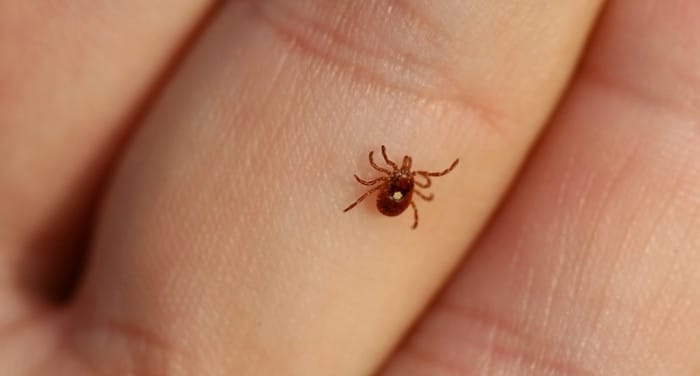 Una piccola zecca fotografata sulla pelle di una mano