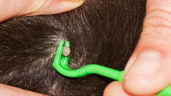 Un estrattore per zecche usato sul mantello di un cane