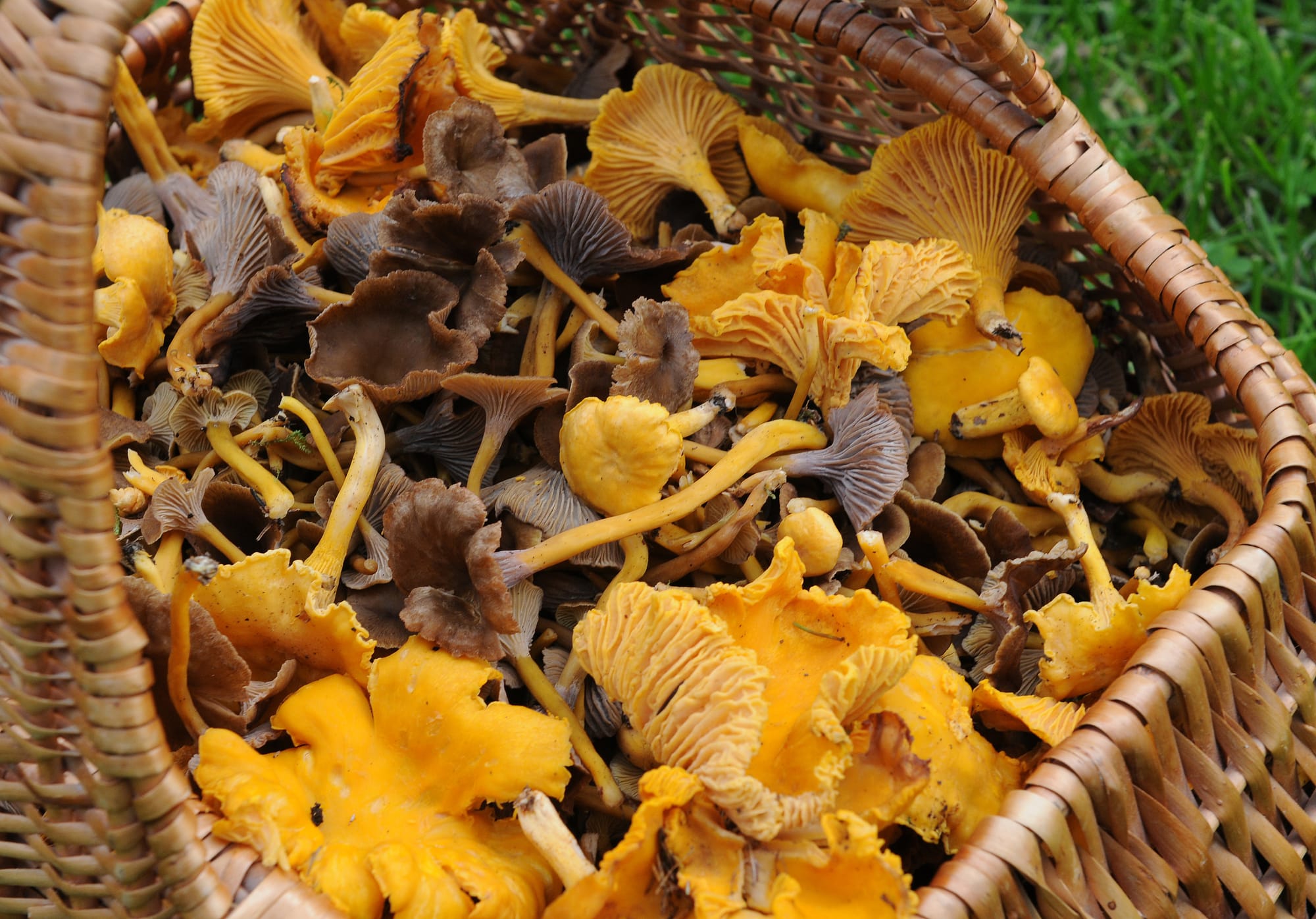 Funghi di forme diverse raccolti in un cestino