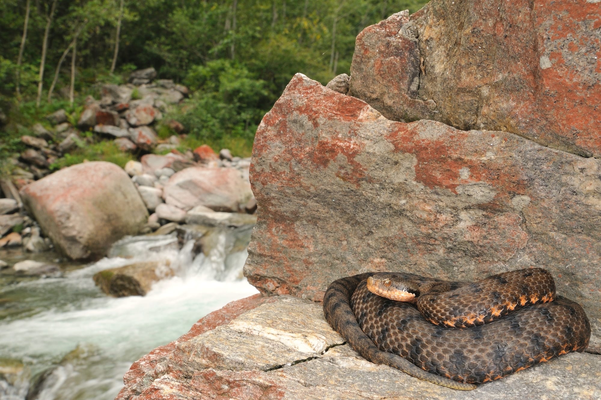 Una vipera acciambellata accanto a rocce e vegetazione