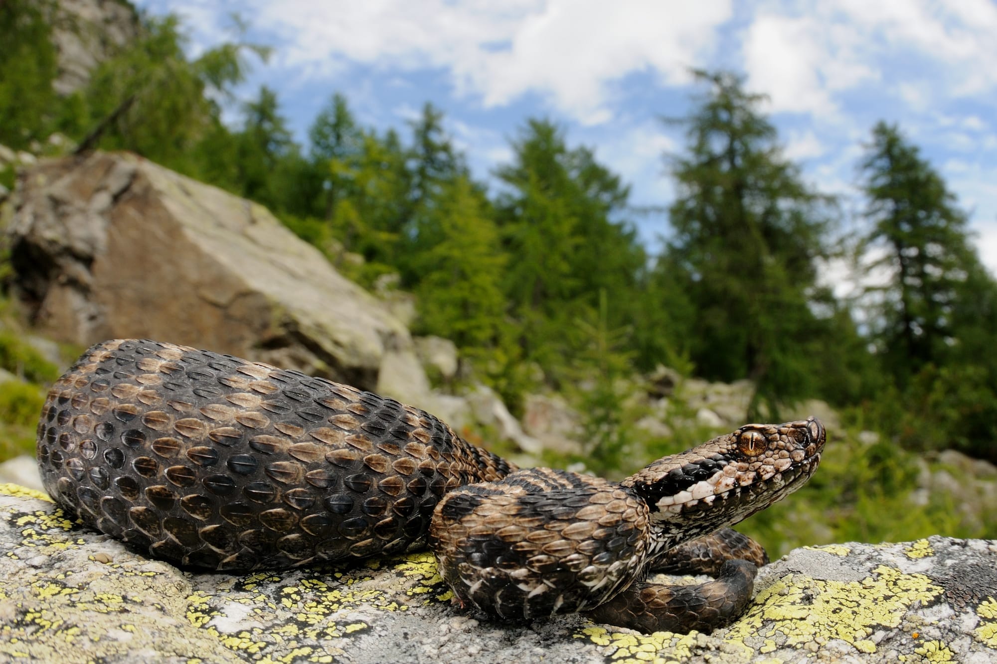 Primo piano di una vipera fra rocce e vegetazione