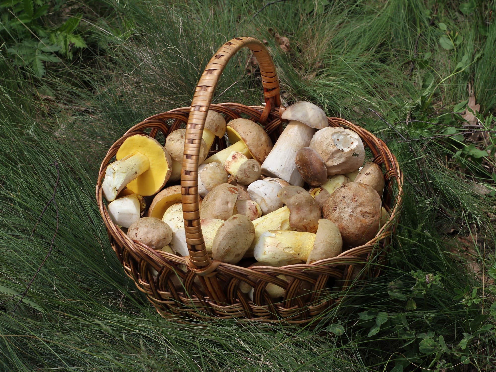 Cestino di funghi appoggiato sull’erba