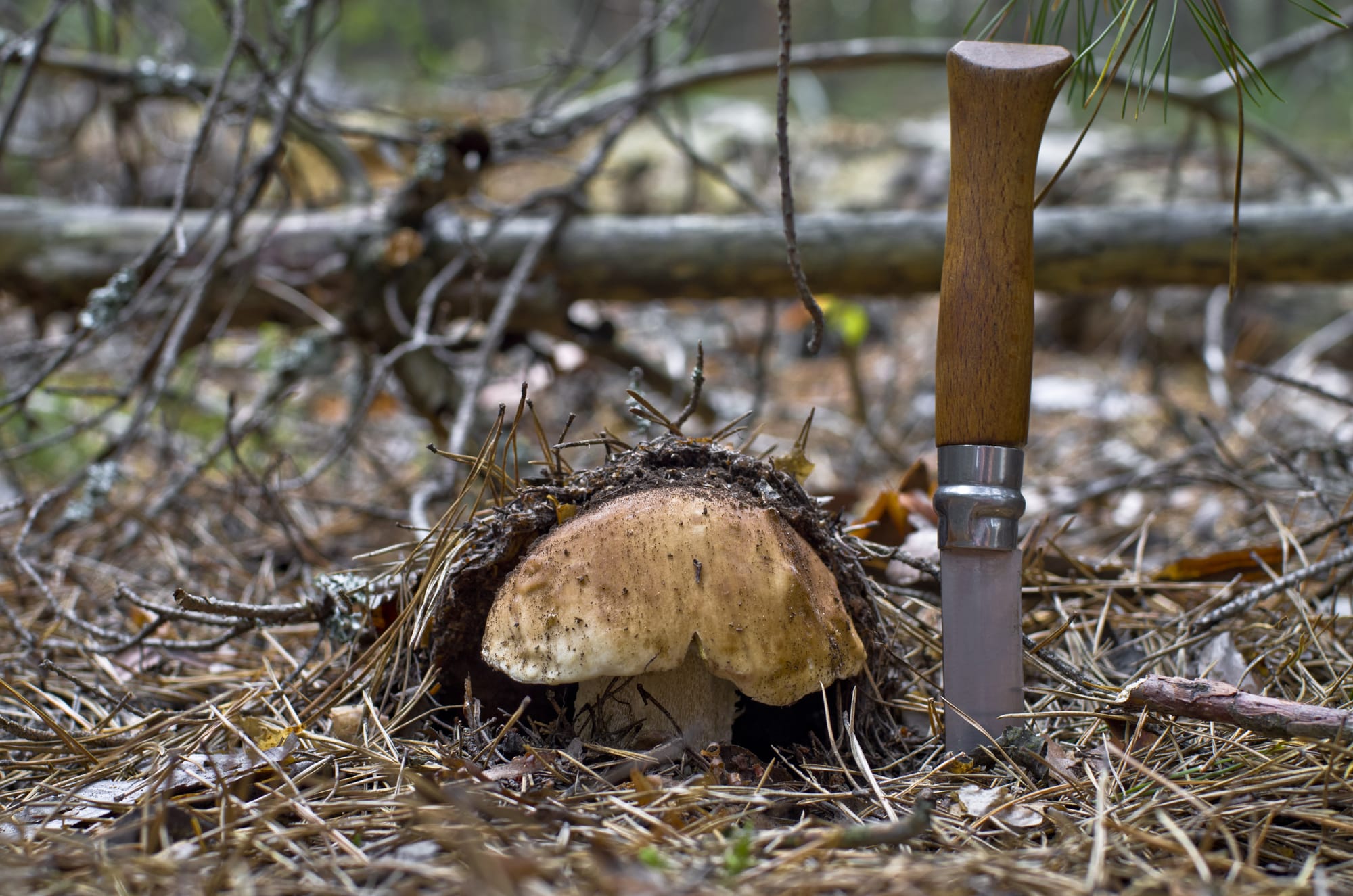Coltello appoggiato nel sottobosco accanto a un fungo