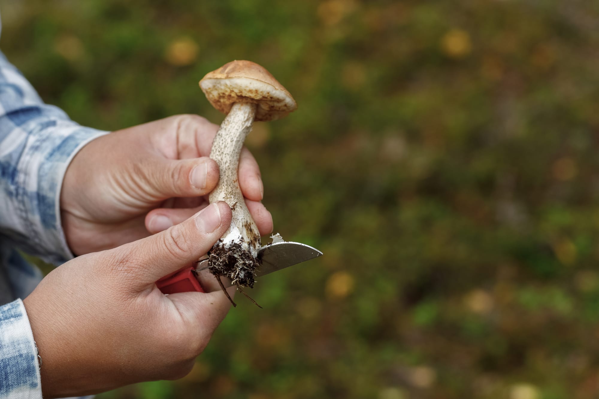 Mani che utilizzano un coltellino per pulire il gambo di un fungo
