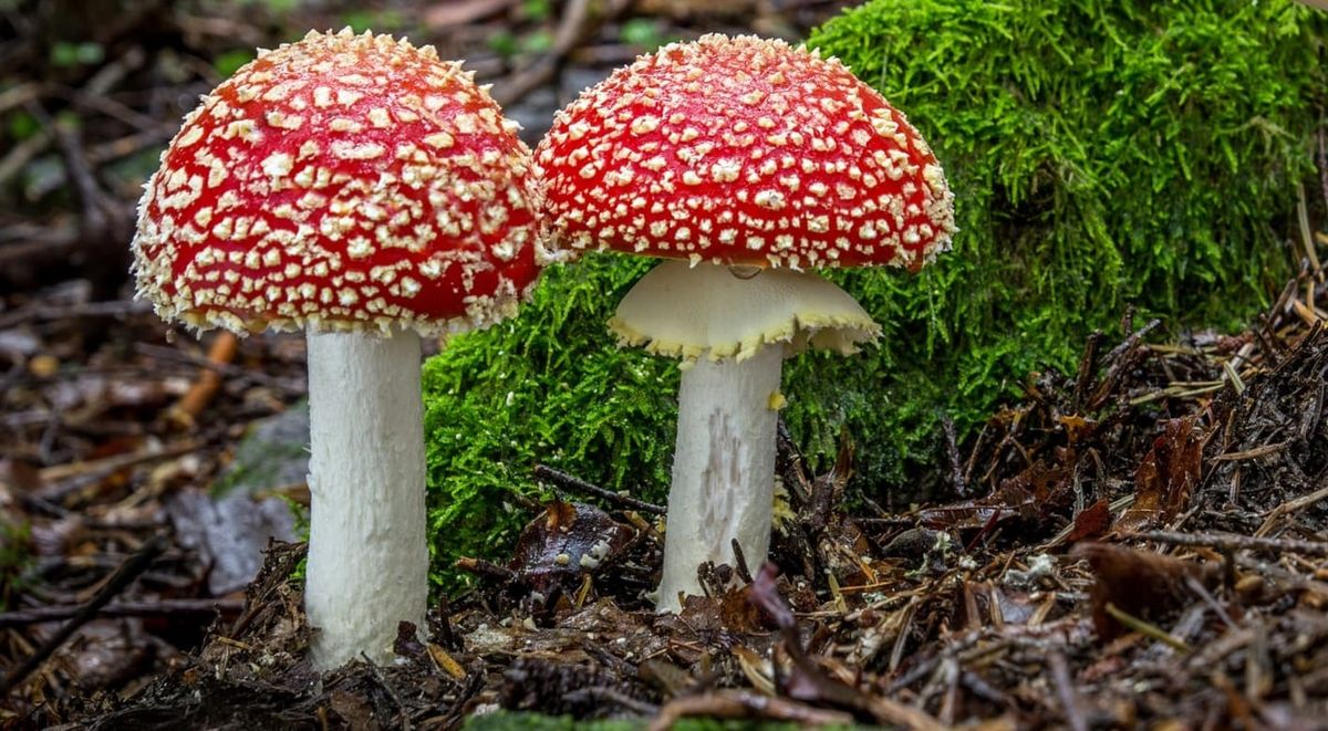 Funghi e intossicazioni: il consumo in sicurezza
