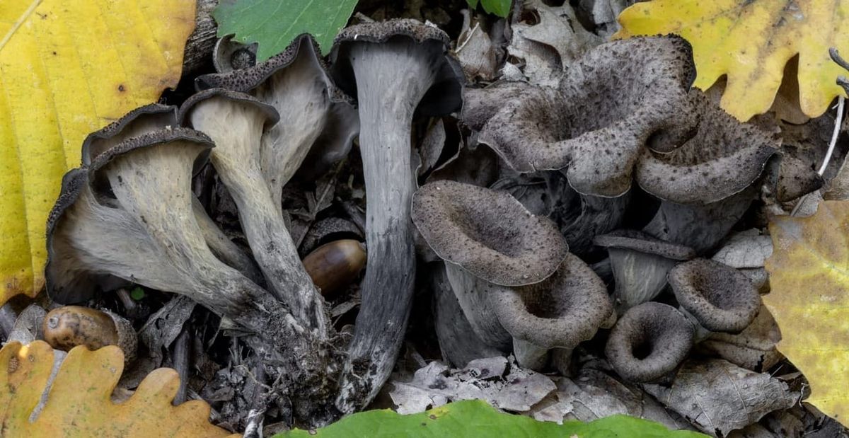 Il corno dell'abbondanza o "trombetta", Craterellus cornucopioides