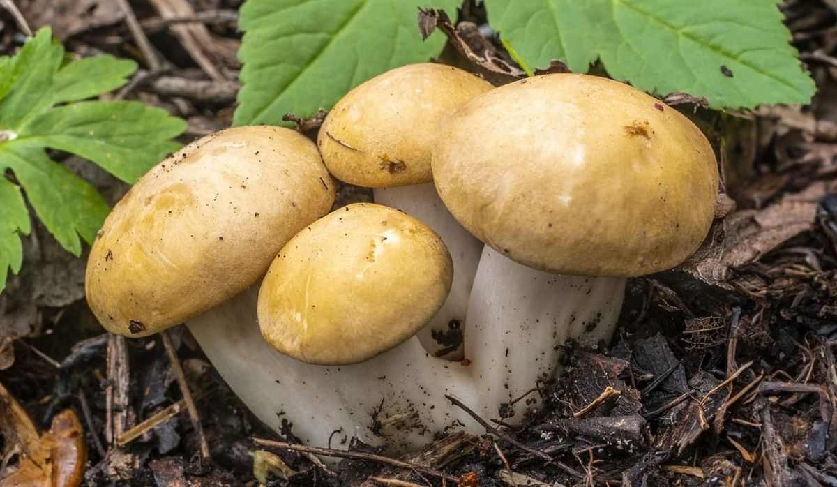 Fungo prugnolo, spinarolo, fungo di San Giorgio; Calocybe gambosa, foto di Nicolò Oppicelli.