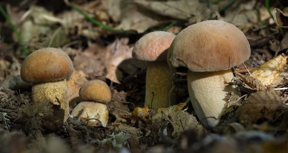Funghi porcini: a Maggio, il primo assaggio
