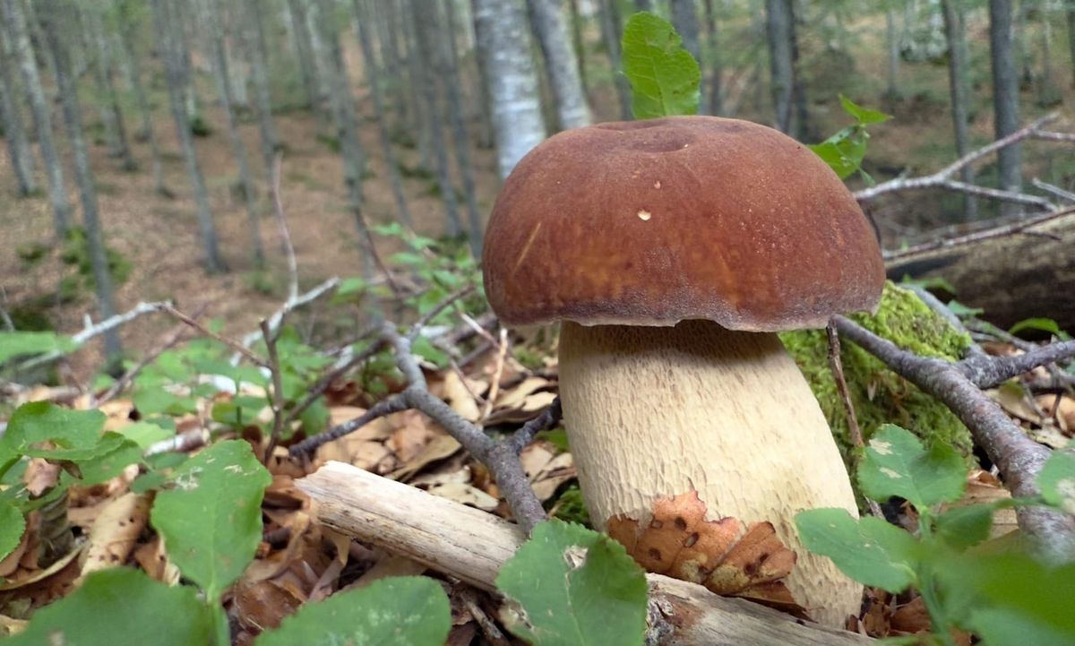 Funghi: cronaca straordinaria, di una stagione ordinaria