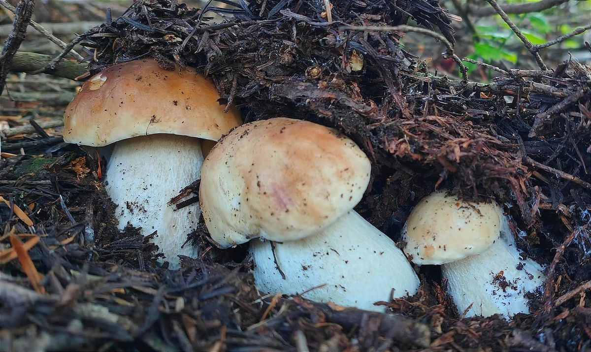 Funghi in agosto, fra montagna e ombrellone