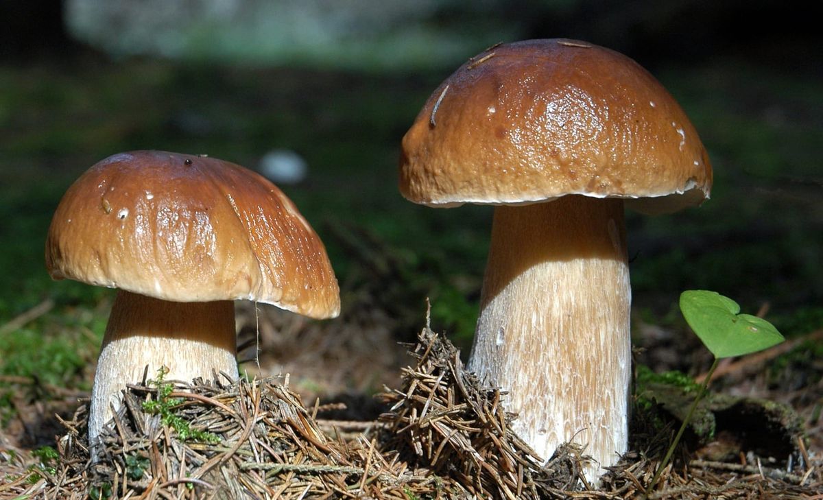 Quando nascono i funghi porcini? La risposta è nei dettagli che spesso ignoriamo
