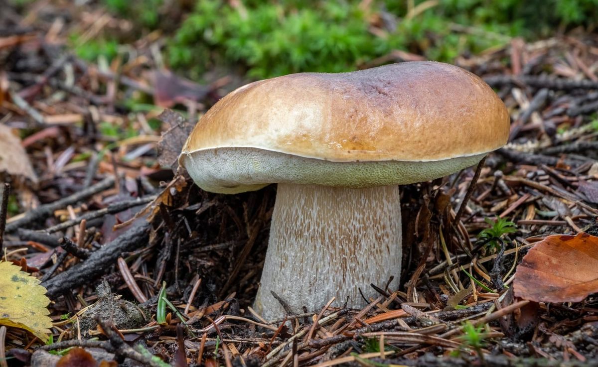 Ferragosto e funghi: quando la pioggia era un rito (e il porcino un presagio)