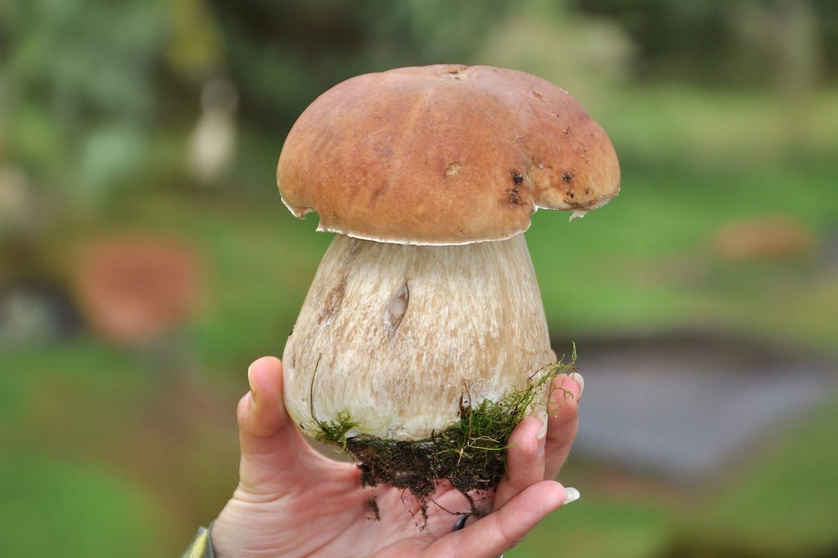Dal like al bosco: le regole e il rispetto dei Funghi
