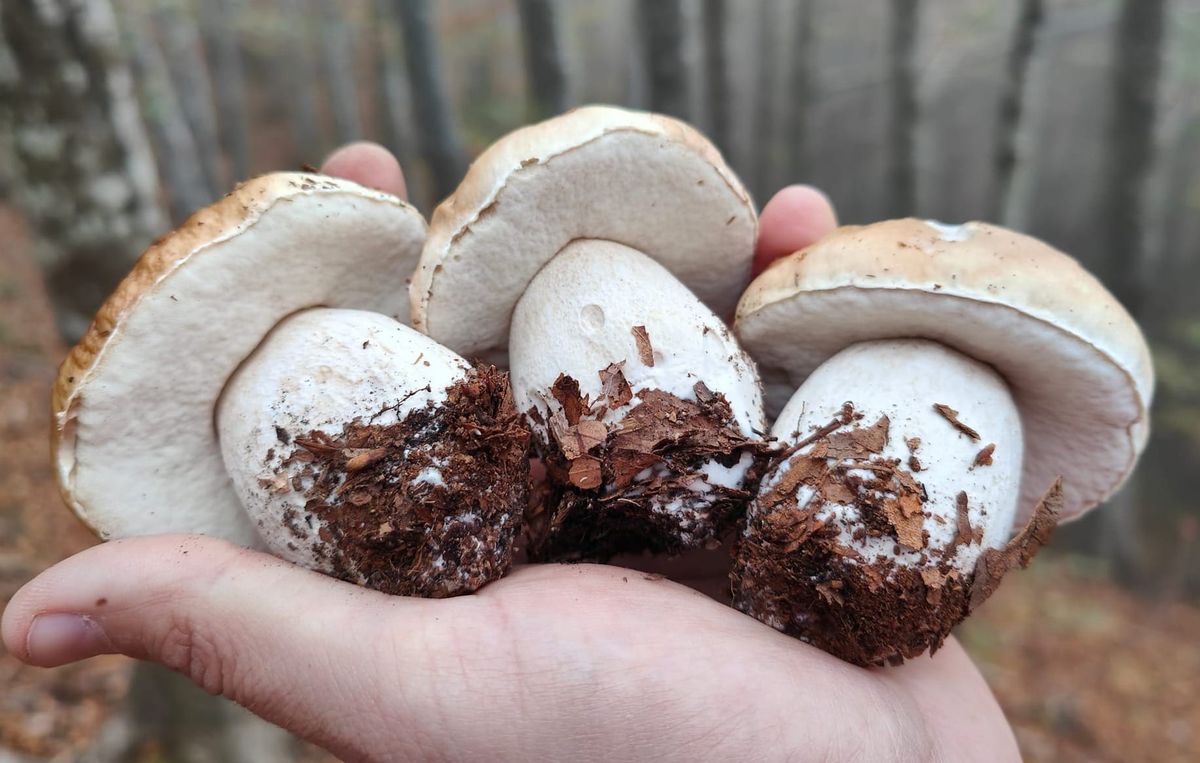 Ottobre 2025: che fine hanno fatto i funghi?