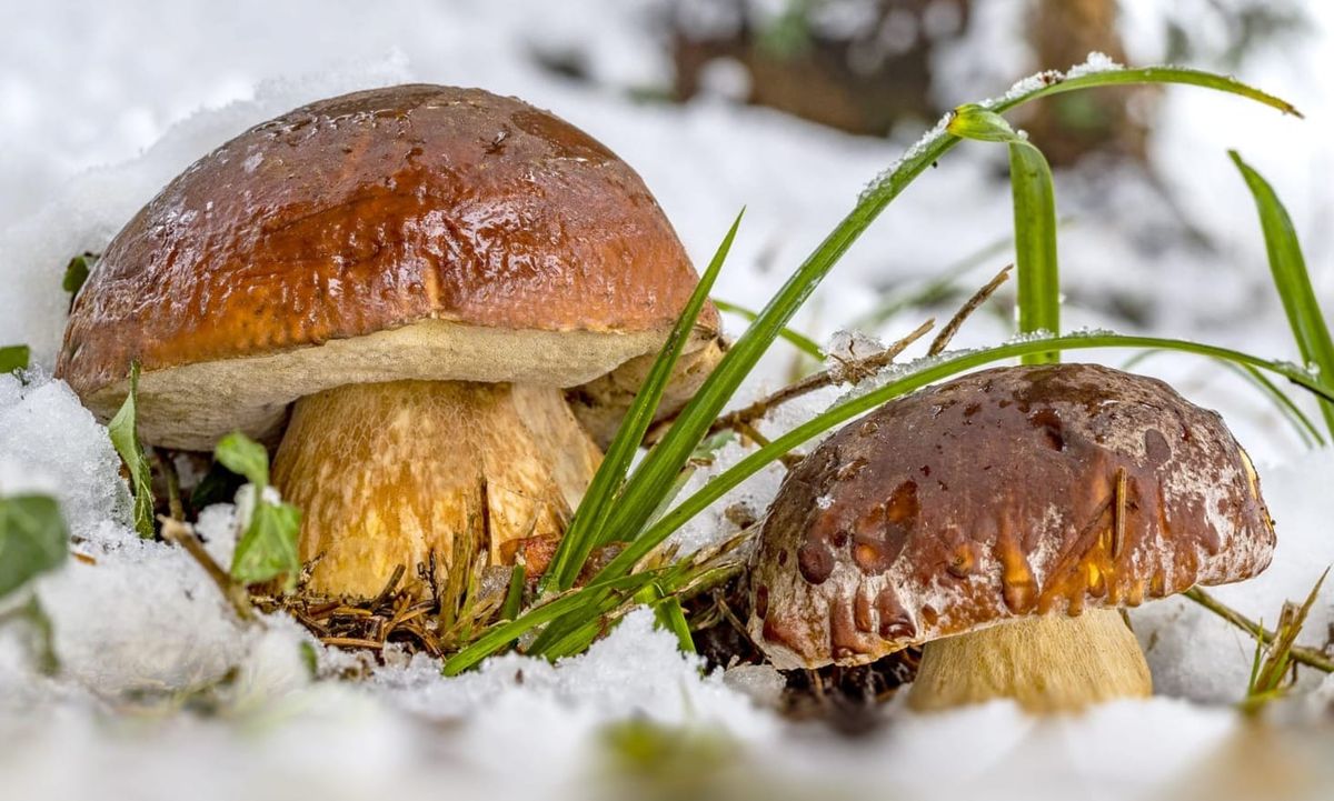 Funghi e neve: il freddo legame che non t'aspetti