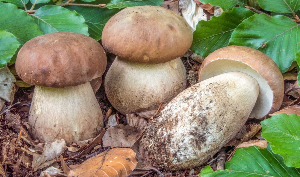 Funghi porcini, Boletus aestivalis, maggio 2026