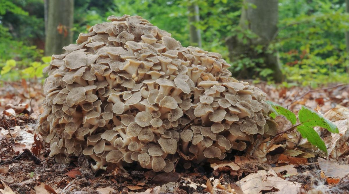 Polyporus umbellatus (=Dendropolyporus umbellatus), in una faggeta.