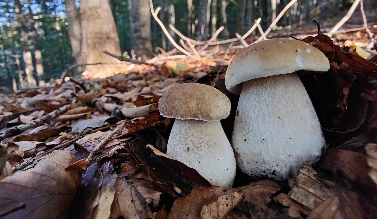 Funghi a settembre: è davvero il mese d’oro?