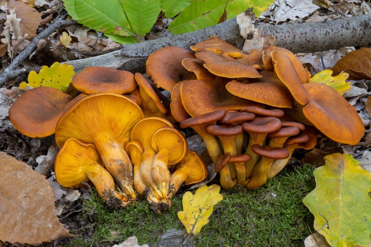 Il fungo dell'olivo, Omphalotus olearius: fascino che avvelena