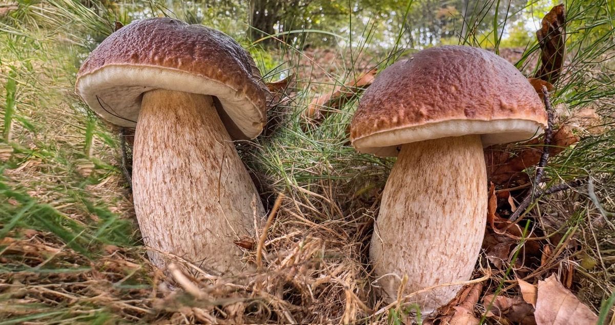 Fine ottobre e il bosco è ancora verde: che cosa ci raccontano i funghi?