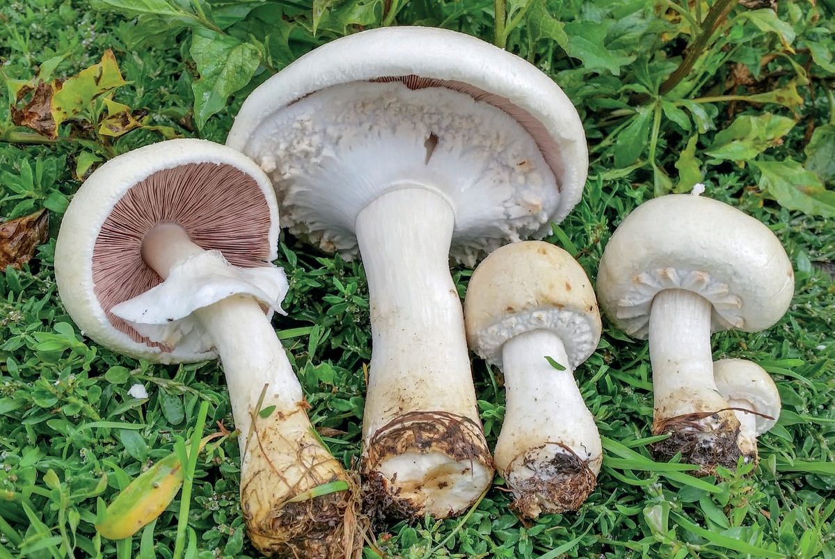 Agaricus arvensis