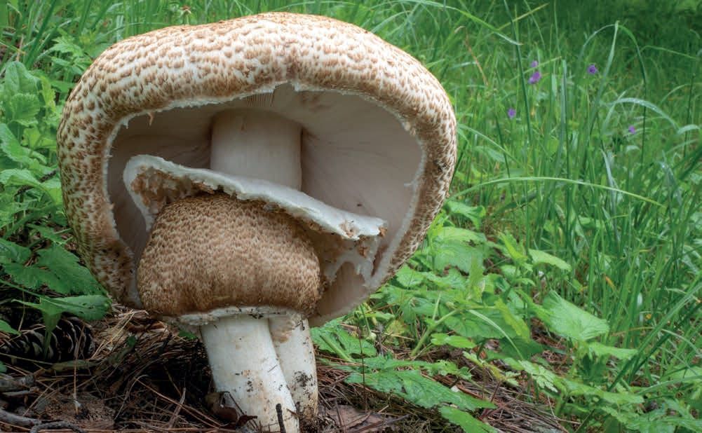 Agaricus augustus