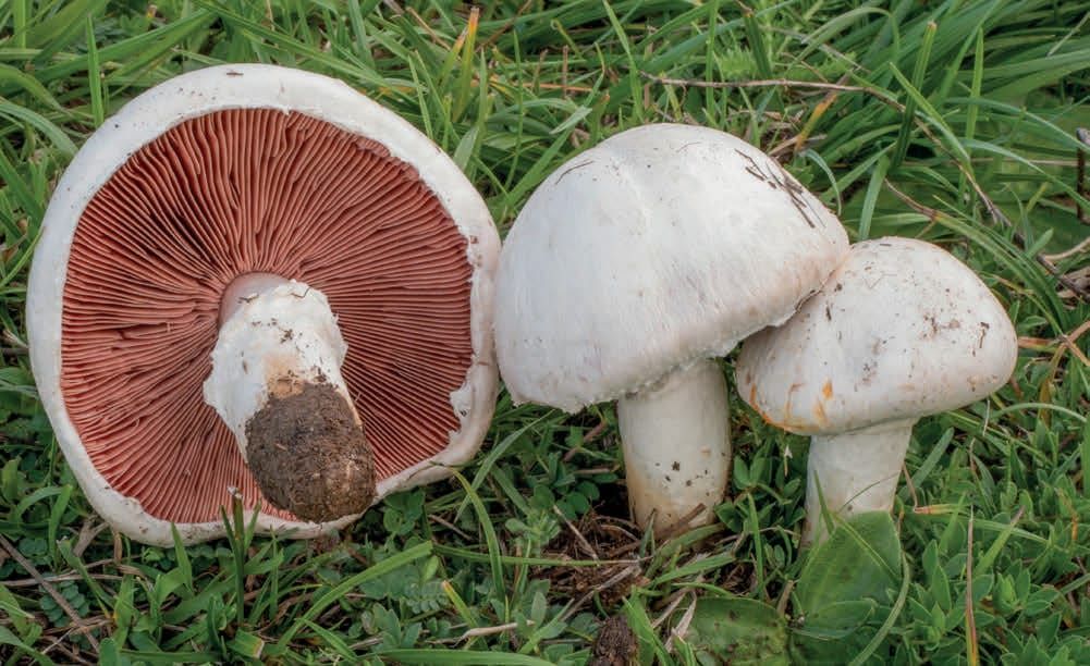 Agaricus campestris