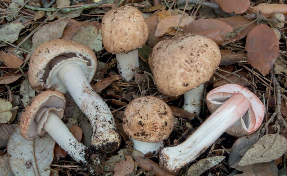 Agaricus sylvaticus