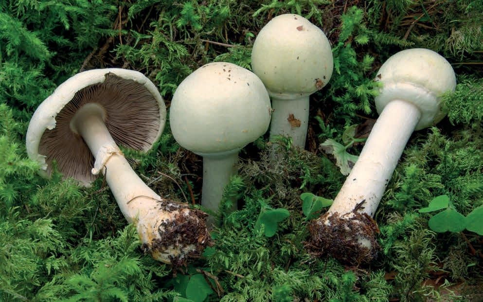 Agaricus sylvicola