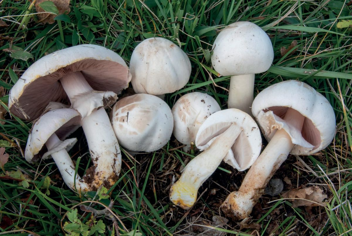 Agaricus xanthodermus
