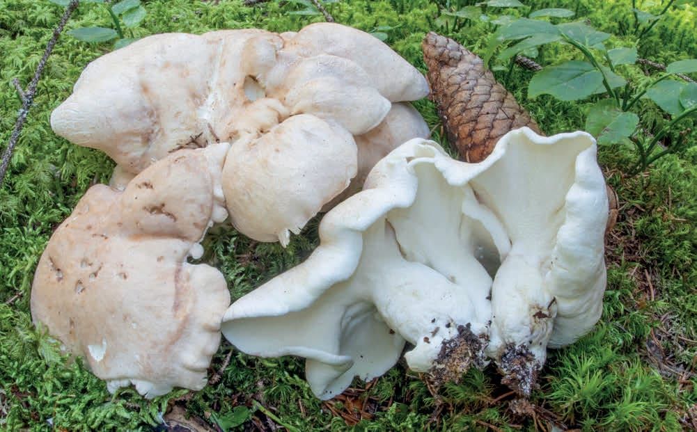 Albatrellus ovinus