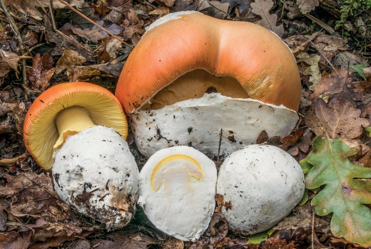 Amanita caesarea