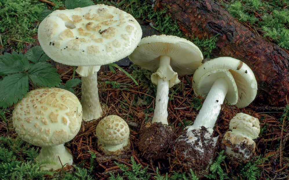 Amanita citrina