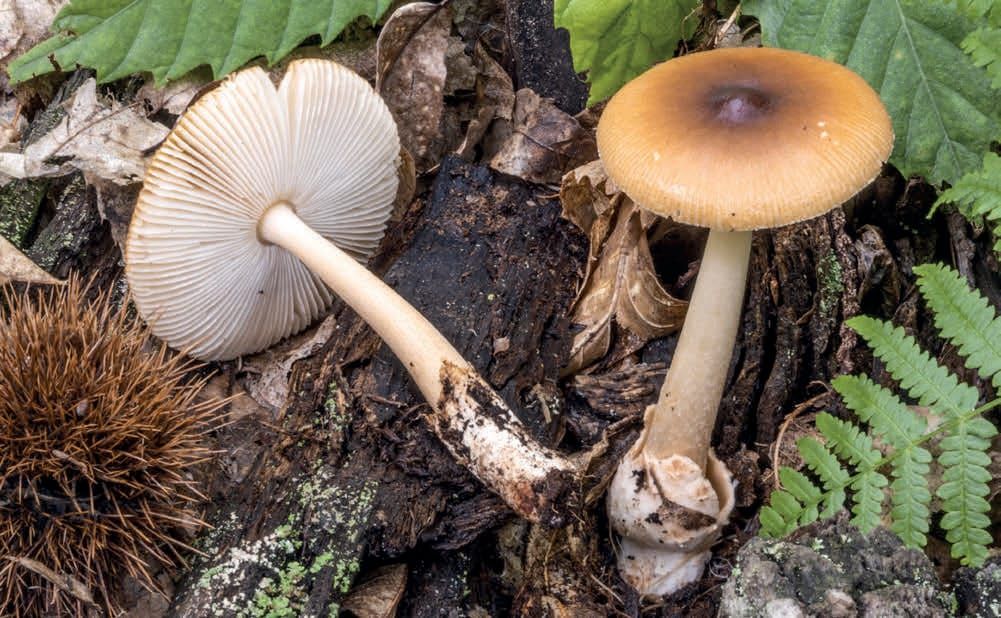 Amanita fulva